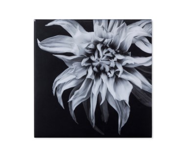 Black & White Flower - Acrylic Dry Mount / F